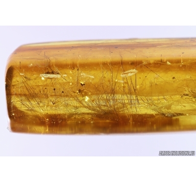 Mammalian hair and More. Fossil inclusions in Baltic amber #11374