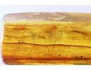 Mammalian hair and More. Fossil inclusions in Baltic amber #11374