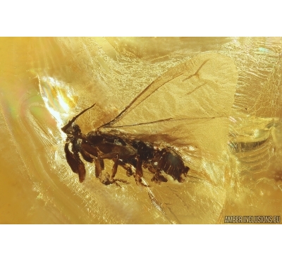 RareTwisted-Winged Stylopid, Strepsiptera. Fossil insect in Baltic amber #11375