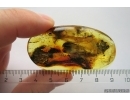 Nice Big 18mm Termite. Fossil insect in Big Ukrainian Rovno amber stone #11376