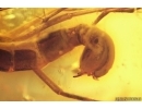 Rare Two Scorpionflies Panorpidae and More. Fossil inclusions in Baltic amber #11377