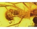 Rare Two Scorpionflies Panorpidae and More. Fossil inclusions in Baltic amber #11377