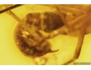 Rare Two Scorpionflies Panorpidae and More. Fossil inclusions in Baltic amber #11377