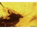 Rare Two Scorpionflies Panorpidae and More. Fossil inclusions in Baltic amber #11377