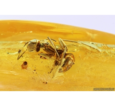 Ant Formicidae Camponotus mengei. Fossil insect in Baltic amber #11381