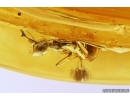 Ant Formicidae Camponotus mengei. Fossil insect in Baltic amber #11381