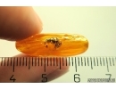 Ant Formicidae Camponotus mengei. Fossil insect in Baltic amber #11381