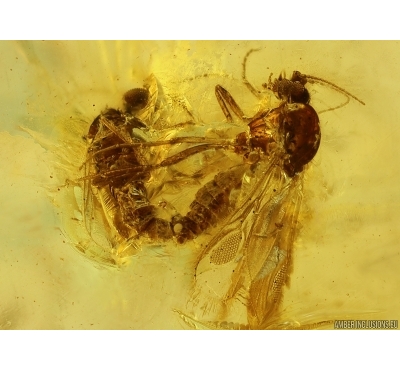 Rare Ceratopogonidae Eohelea Biting midge Copula and Crane Fly Limoniidae. Fossil inclusions Baltic amber #14384