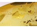 Rare Ceratopogonidae Eohelea Biting midge Copula and Crane Fly Limoniidae. Fossil inclusions Baltic amber #14384