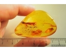 Rare Ceratopogonidae Eohelea Biting midge Copula and Crane Fly Limoniidae. Fossil inclusions Baltic amber #11384