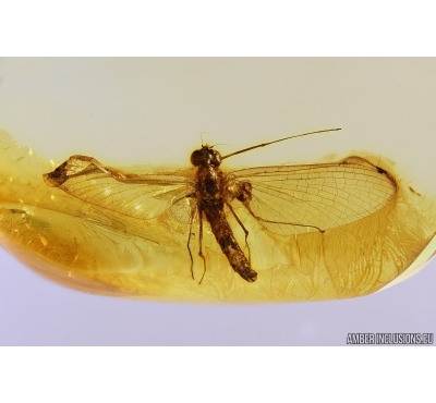 Mayfly Ephemeroptera Heptageniidae Fossil insect in Ukrainian amber stone #11385R