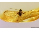 Mayfly Ephemeroptera Heptageniidae Fossil insect in Ukrainian amber stone #11385R