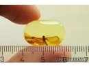 Mayfly Ephemeroptera Heptageniidae Fossil insect in Ukrainian amber stone #11385R