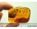 Nice Big 14mm Moth Lepidoptera. Fossil inclusion in Baltic amber #11398