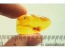 Coccid Coccoidea. Fossil insect in Baltic amber #11399