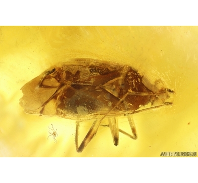 True Bug Miridae Fossil inclusion in Baltic amber #11407