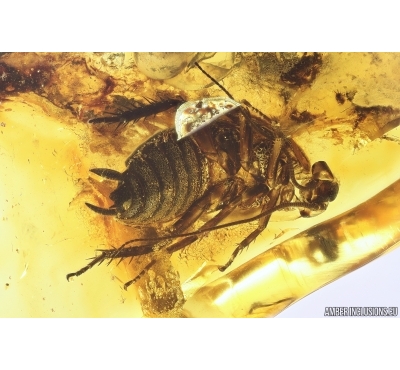 Cockroach, Blattaria. Fossil insect in Baltic amber #11408
