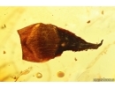Nice Leaf and Ant. Fossil inclusions in Baltic amber stone #11411