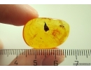 Nice Leaf and Ant. Fossil inclusions in Baltic amber stone #11411