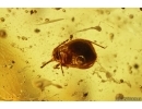Aphid with air drop inside,  Ant, Unknown larva and More. Fossil inclusions in Baltic amber stone #11416