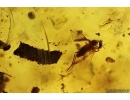 Aphid with air drop inside,  Ant, Unknown larva and More. Fossil inclusions in Baltic amber stone #11416