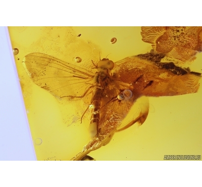 Mayfly Ephemeroptera. Fossil insect in Baltic amber stone #11418