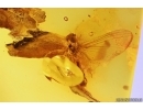 Mayfly Ephemeroptera. Fossil insect in Baltic amber stone #11418