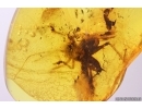 Rare Gladiator Mantophasmatodea Raptophasmidae. Fosill inclusion in Baltic amber #11419