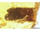 Plant fragment in Spider web. Fossil inclusions Baltic amber #11431