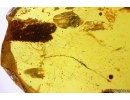 Plant fragment in Spider web. Fossil inclusions Baltic amber #11431