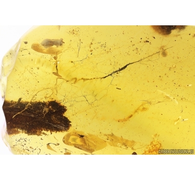 Plant fragment in Spider web. Fossil inclusions Baltic amber #11431