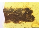 Plant fragment in Spider web. Fossil inclusions Baltic amber #11431