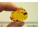 Plant fragment in Spider web. Fossil inclusions Baltic amber #11431