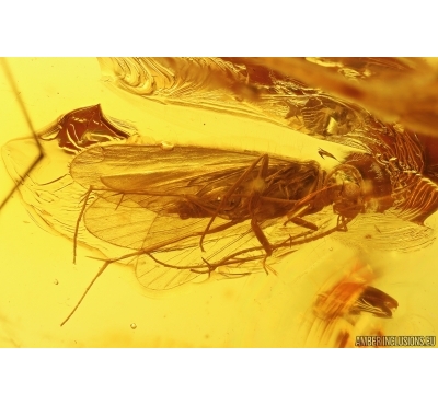 Caddisfly Trichoptera and More. Fossil insects in Baltic amber #11436
