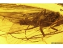 Caddisfly Trichoptera and More. Fossil insects in Baltic amber #11436