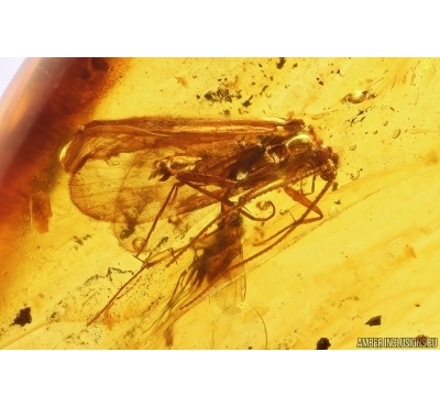 Caddisfly Trichoptera and More. Fossil insects in Baltic amber #11437