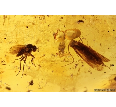 Caddisfly Trichoptera and More. Fossil insects in Baltic amber #11438