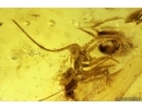 Pseudoscorpion, Bristletail and More. Fossil inclusions in Baltic amber #11439
