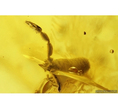 Pseudoscorpion, Bristletail and More. Fossil inclusions in Baltic amber #11439