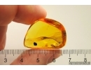 Nice Bud. Fossil inclusion in Baltic amber #11440