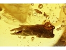 Nice Plant, Aphid and More. Fossil inclusions in Baltic amber stone #11441