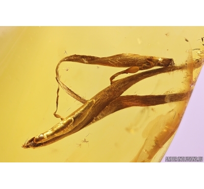 Nice Leaves. Fossil inclusions in Baltic amber #11446