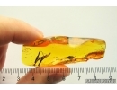 Nice Leaves. Fossil inclusions in Baltic amber #11446