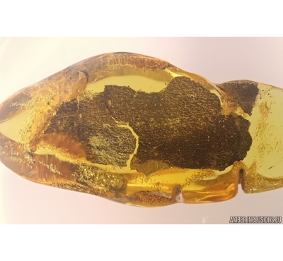 Nice Big 35mm Tree Bark. Fossil inclusion in Ukrainian Rovno amber #11447R