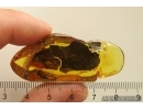 Nice Big 35mm Tree Bark. Fossil inclusion in Ukrainian Rovno amber #11447R