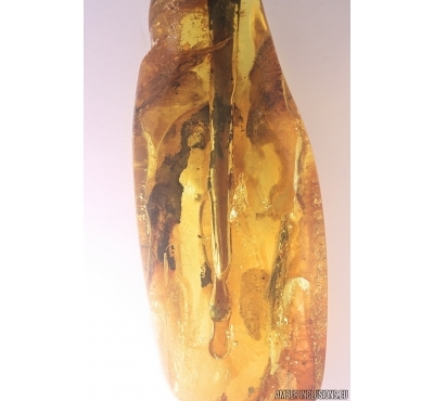 Nice Big Stalactite 58mm and Spider. Fossil inclusions in Baltic amber #11448