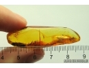 Very Nice Bubble ornament. Fossil in Baltic amber stone #11449