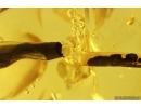 Very nice Big 40mm Stalactite. Fossil inclusion in Baltic amber #11450