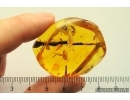 Very nice Big 40mm Stalactite. Fossil inclusion in Baltic amber #11450