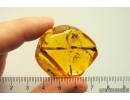 Very nice Big 40mm Stalactite. Fossil inclusion in Baltic amber #11450